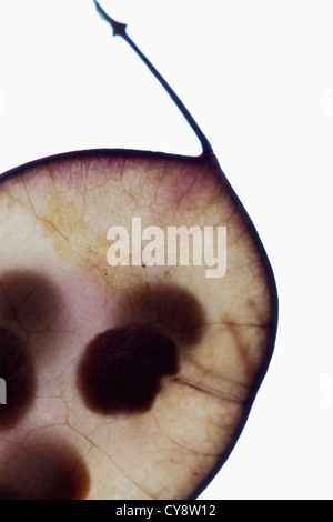 Lunaria annua, l'onestà. Foto Stock