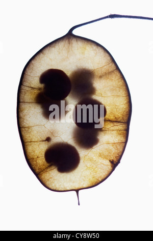 Lunaria annua, l'onestà. Foto Stock