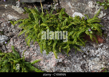 Maidenhair Spleenwort (felci Asplenium trichomanes). Crescendo su granito rosa pietra costruiti parete. Iona. Ebridi Interne. Costa ovest della Scozia Foto Stock