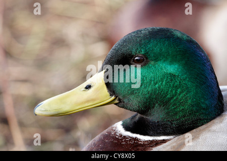 Ritratto di un Germano Reale Drake (Anas platyrhynchos) che mostra il suo vibrante testa verde piumaggio. Foto Stock