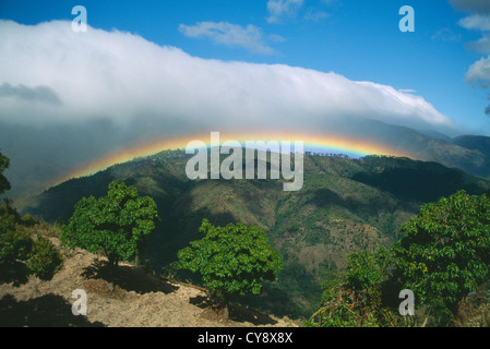 La Coffea arabica, caffè. Foto Stock