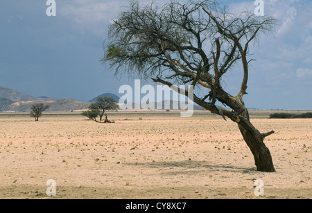 Acacia erioloba, Camel thorn. Foto Stock