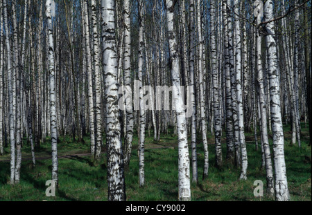 Betula pendula, Betulla, argento betulla, full frame di immagine verticale argento crescente stretta colorati tronchi di alberi in una foresta. Foto Stock