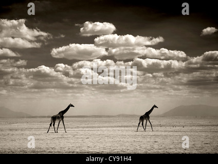 Girafes nel Parco di Amboseli, Kenya Foto Stock