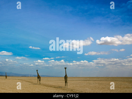 Girafes nel Parco di Amboseli, Kenya Foto Stock