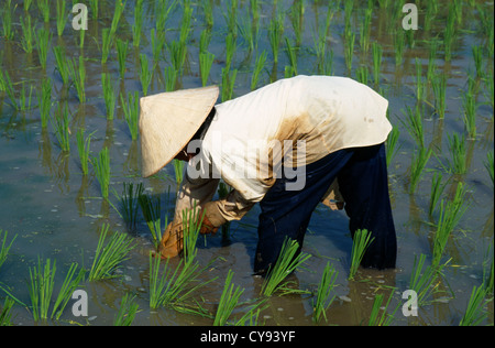 Malaysia, Langkawi, Oryza sativa, il riso, il lavoratore di sesso femminile che indossa conica di cappello di paglia di piantare le piantine in un campo di risone. Foto Stock