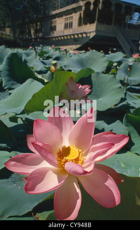 Nelumbo nucifera, Lotus, Sacro lotus. Foto Stock