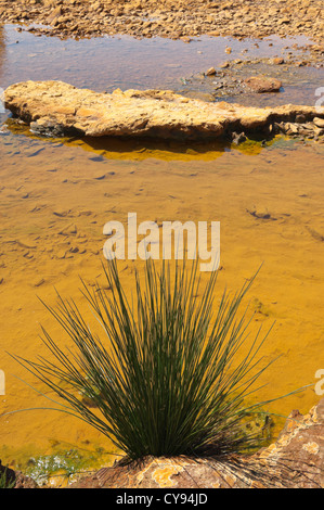 Giunco di palude in alveo inquinata di Mosteirao, a valle abbandonata miniera di pirite di S. Domingos , Mertola, Portogallo Foto Stock