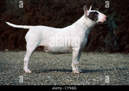 Vista laterale del bull terrier in piedi fuori/ Inghilterra Foto Stock