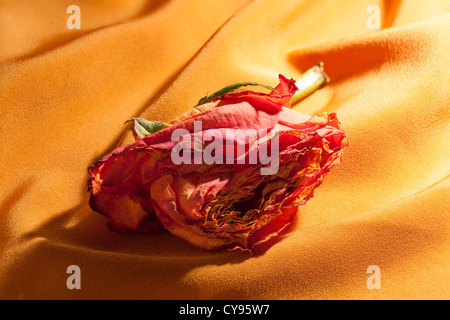Unico appassite, morente ibrido rosa rosa tea sulle morbide pieghe di materiale Foto Stock