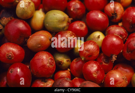 La Coffea arabica, rosso mature raccolte i chicchi di caffè vicino a Chiang Mai nel nord della Thailandia. Foto Stock