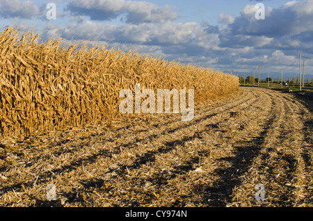 Campo di mais parzialmente raccolte. Foto Stock