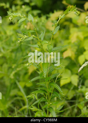 Gromwell comune, lithospermum officinale Foto Stock