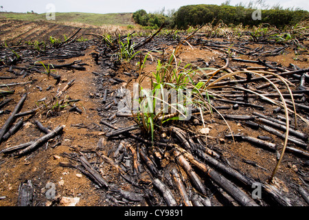 Saccharum officinarum, la canna da zucchero. Foto Stock