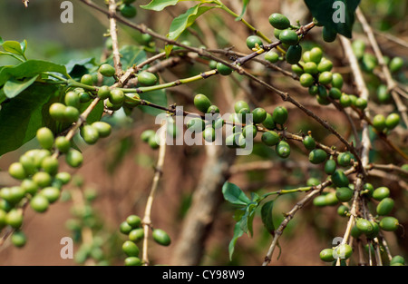 La Coffea arabica, caffè. Foto Stock