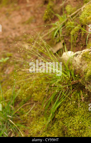 Hairy legno-rush, Luzula pilosa Foto Stock