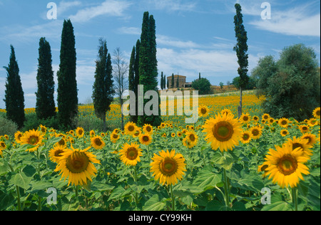 Helianthus annuus, Girasole. Foto Stock