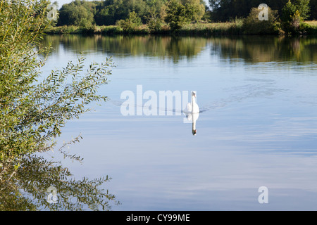 Un cigno sul Fiume Tamigi a Moulsford, Oxfordshire, Regno Unito Foto Stock