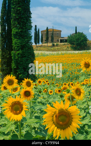 Helianthus annuus, Girasole. Foto Stock