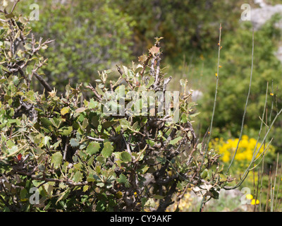 Escursioni nelle montagne Subbéticas in Andalusia Spagna, closeup di Quercus coccifera, kermes oak Arbusto con foglie pungenti Foto Stock