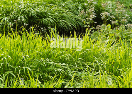 Foresta giapponese erba (hakonechloa macra) Foto Stock