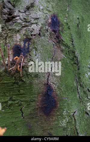 Ippocastano tronco di albero che mostra segni di emorragia batteriosi vascolare Foto Stock