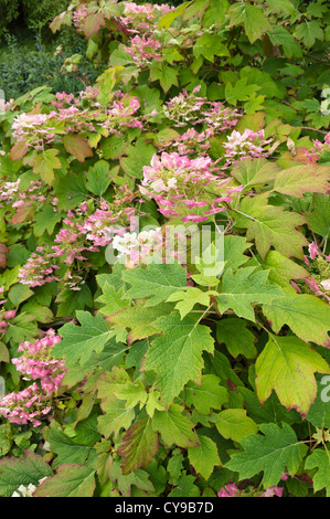 Oak-lasciava ortensia (Hydrangea quercifolia) Foto Stock