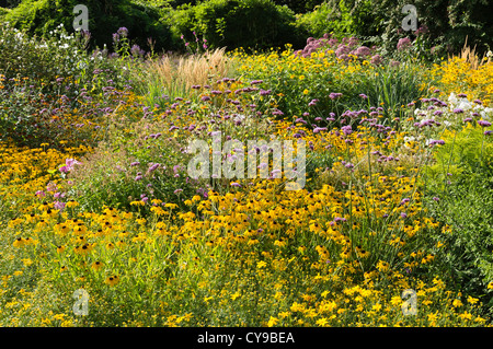 Cono arancione fiore (rudbeckia fulgida) e purpletop vervain (verbena bonariensis) Foto Stock