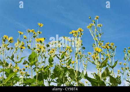 Tazza di impianto (silphium perfoliatum) Foto Stock