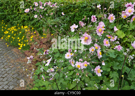 Giapponese (anemone hupehensis Anemone var. japonica) Foto Stock