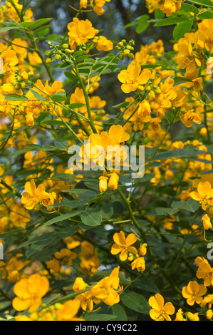 Rampicate senna (Senna bicapsularis syn. cassia emarginata) Foto Stock