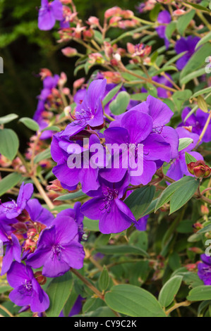 La principessa fiore (tibouchina urvilleana) Foto Stock