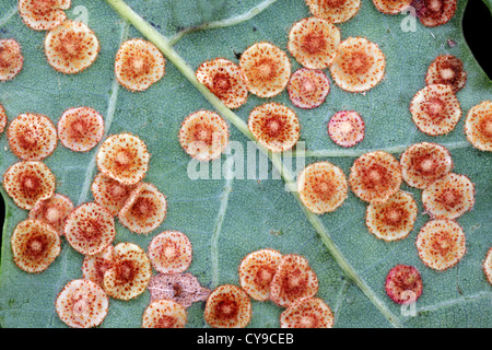 Spangle comune Gall - Neuroterus quercusbaccarum Foto Stock