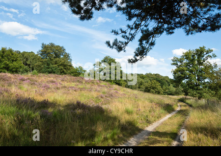 Comune di heather (Calluna vulgaris), il parco nazionale De Meinweg, Paesi Bassi Foto Stock