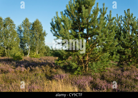 Di pino silvestre (Pinus sylvestris), comune heather (Calluna vulgaris) e betulle (Betula), schönower heide riserva naturale, Germania Foto Stock