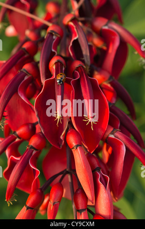 Cockspur CORAL TREE (erythrina crestato-galli) e coccinella (coccinella) Foto Stock