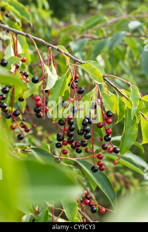 Amarena (prunus serotina) Foto Stock