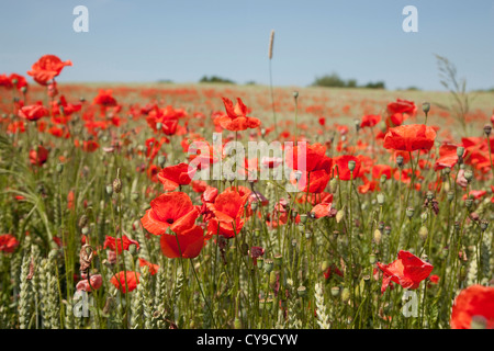 Il mais papaveri sul campo di orzo, feldberger seenlandschaft, Mecklenburgische Seenplatte district, mecklenburg-vorpommern, Germania Foto Stock