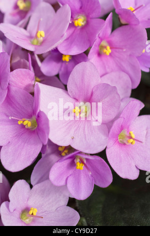 African Violet (saintpaulia ionantha) Foto Stock