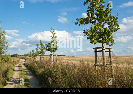 Vicolo di piccole querce, Brandeburgo, Germania Foto Stock
