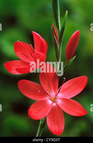 Schizostylis coccinea 'primari', Kaffir, giglio rosso dei fiori e boccioli su di un unico stelo contro uno sfondo verde. Foto Stock