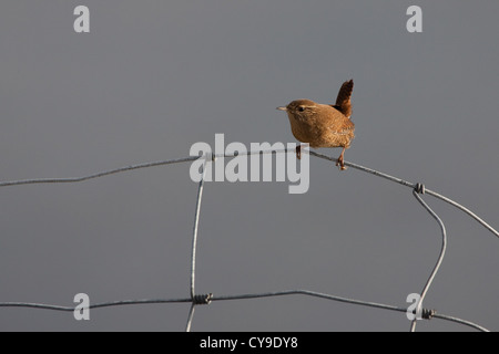 Scricciolo Troglodytes troglodytes su un recinto di filo in Shetland. Foto Stock