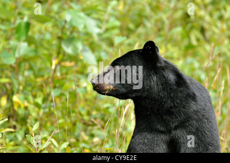Una chiusura immagine ritratto di un adulto black bear guardando al lato Foto Stock