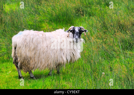 Pecore al pascolo su di una collina vicino Cloonee laghi, Cloonee, Contea di Kerry, Irlanda. Foto Stock