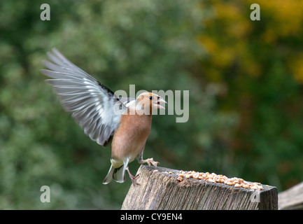 Maschio di fringuello Fringilla coelebs lo sbarco nei pressi di cibo. Regno Unito Foto Stock