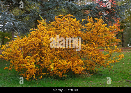 I colori autunnali a Wakehurst Place in West Sussex Foto Stock