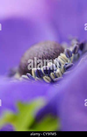 Anemone coronaria 'De Caen", Anemone. Foto Stock