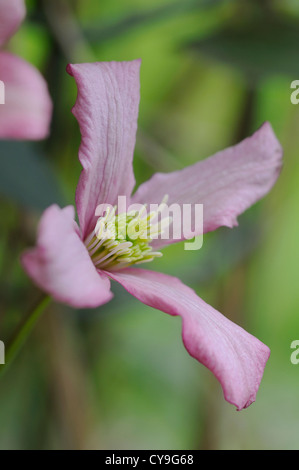 La clematide montana Rubens. Deep pink unico fiore di giallo stame sulla fioritura estiva pianta rampicante con sfondo verde Foto Stock