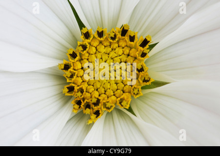 Cosmos bipinnatus 'Sonata bianca", Cosmo o aster messicana. Close-up di giallo stame con petali di colore bianco forma radiante center. Foto Stock