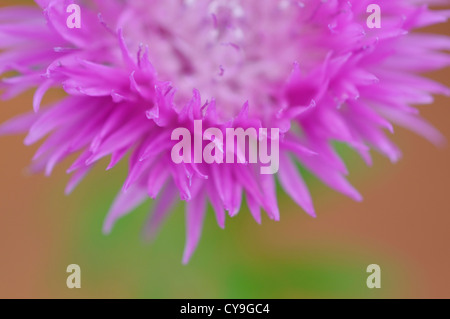 La Centaurea nigra, Fiordaliso nero. Extreme close-up di viola i petali di fiore di cardo. Foto Stock